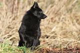 SCHIPPERKE 329